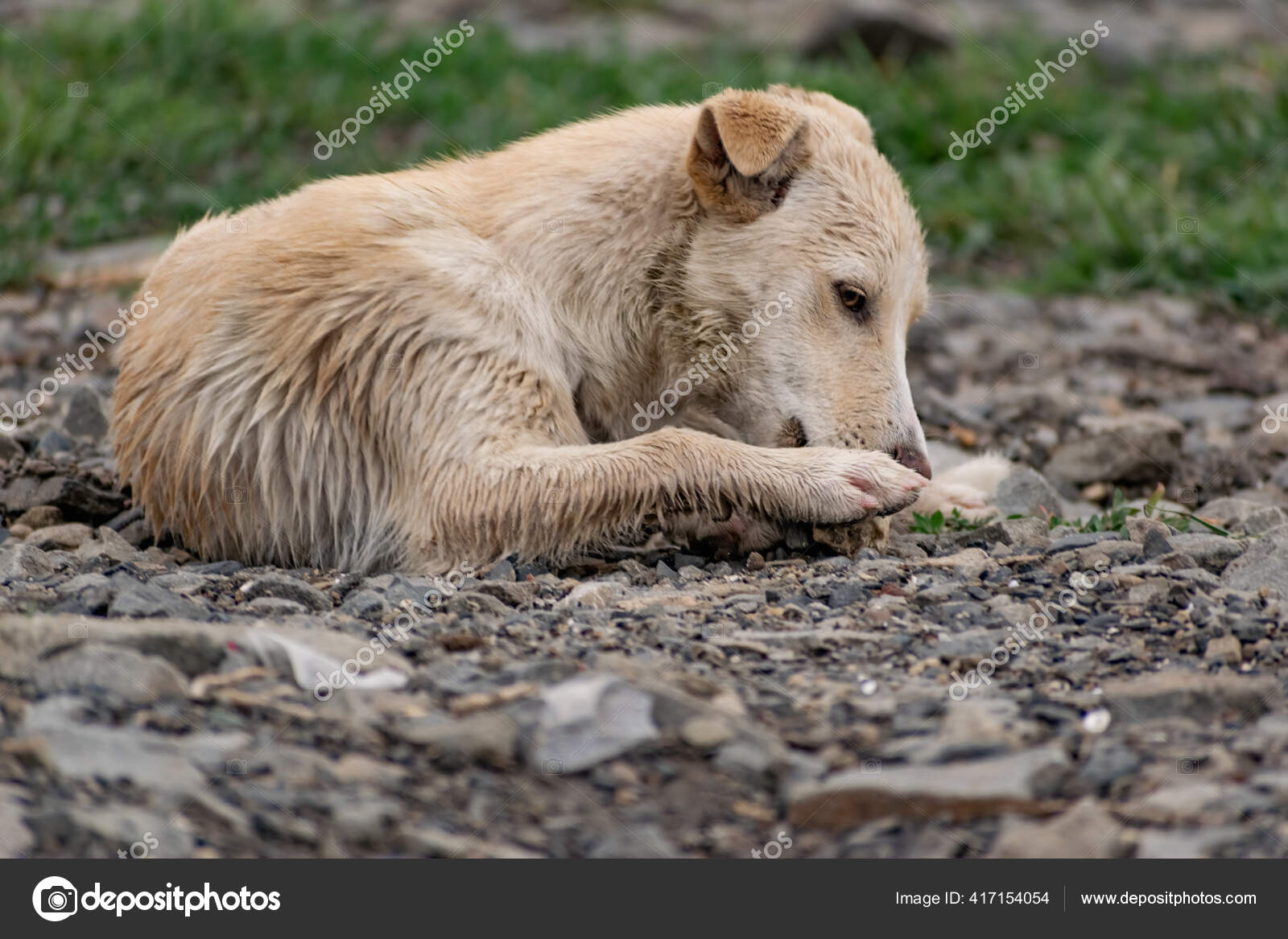 Dog Small Size Breed Light Hair Wet Rain Stray Free — Stock Photo