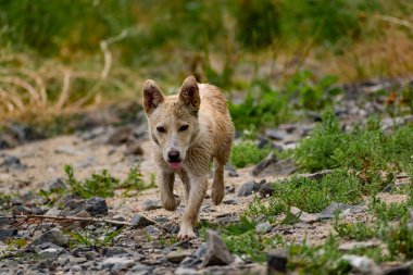 Küçük cüsseli, cinsi olmayan, açık renk saçlı, yağmurdan ıslanmış bir köpek. Başıboş bir hayvan. Kayaların ve bitkilerin arasında basit bir köpek.