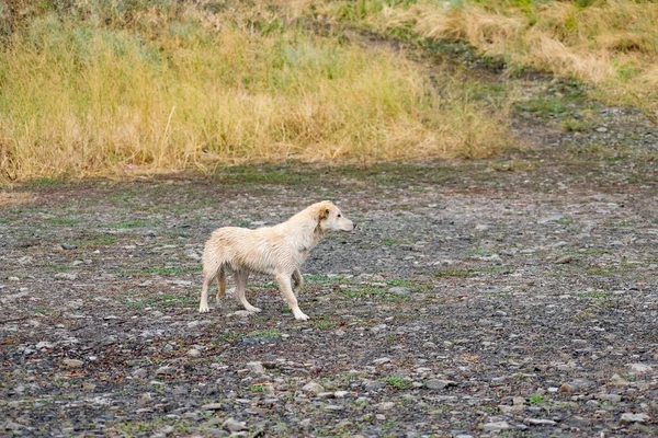 Cane Piccola Taglia Senza Razza Con Peli Chiari Bagnato Dalla — Foto Stock