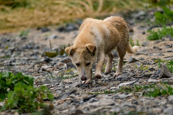 小さなサイズの犬は 繁殖せず 軽い髪で 雨から濡れています 岩や植生の間で自然の中でシンプルな小さな犬である野良型のペット — ストック写真