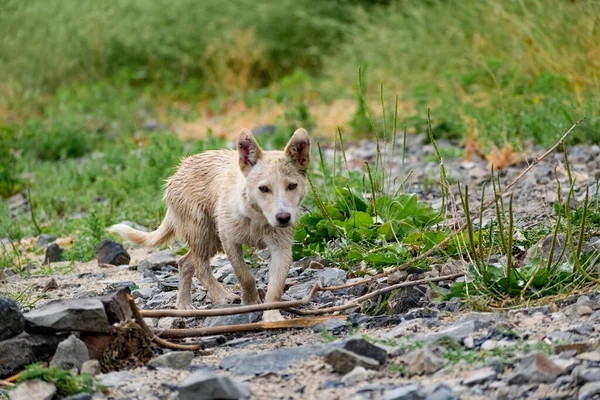 小さなサイズの犬は 繁殖せず 軽い髪で 雨から濡れています 岩や植生の間で自然の中でシンプルな小さな犬である野良型のペット — ストック写真