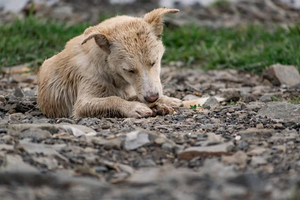 小さなサイズの犬は 繁殖せず 軽い髪で 雨から濡れています 岩や植生の間で自然の中でシンプルな小さな犬である野良型のペット — ストック写真