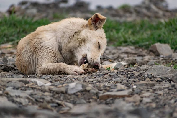 Chien Petite Taille Sans Race Aux Cheveux Clairs Mouillé Par — Photo