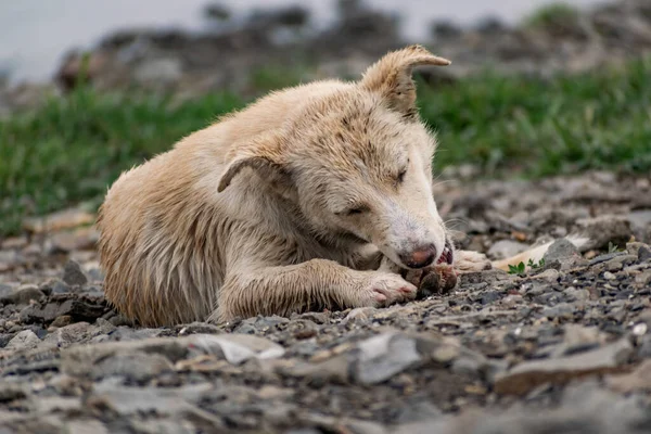 小さなサイズの犬は 繁殖せず 軽い髪で 雨から濡れています 岩や植生の間で自然の中でシンプルな小さな犬である野良型のペット — ストック写真