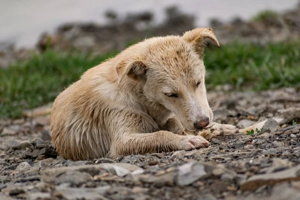 小さなサイズの犬は 繁殖せず 軽い髪で 雨から濡れています 岩や植生の間で自然の中でシンプルな小さな犬である野良型のペット — ストック写真