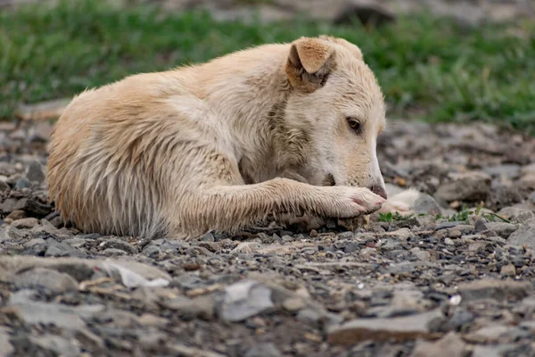 Anjing Berukuran Kecil Tanpa Berkembang Biak Dengan Rambut Ringan Basah Stok Gambar