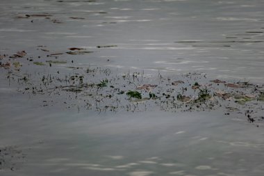 Nehir kenarında çok renkli algler var. Yeşil, kestane rengi ve kahverengi yapraklı yaprak döken bitkiler kıyıya yakın, sığ sularda, kumlu tabanlı.