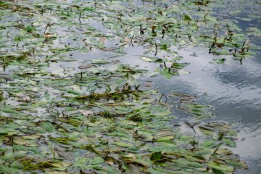 Nehir kenarında çok renkli algler var. Yeşil, kestane rengi ve kahverengi yapraklı yaprak döken bitkiler kıyıya yakın, sığ sularda, kumlu tabanlı.