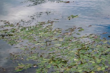 Nehir kenarında çok renkli algler var. Yeşil, kestane rengi ve kahverengi yapraklı yaprak döken bitkiler kıyıya yakın, sığ sularda, kumlu tabanlı.