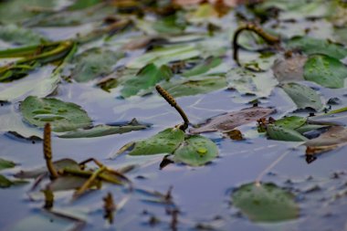 Nehir kenarında çok renkli algler var. Yeşil, kestane rengi ve kahverengi yapraklı yaprak döken bitkiler kıyıya yakın, sığ sularda, kumlu tabanlı.