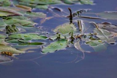 Nehir kenarında çok renkli algler var. Yeşil, kestane rengi ve kahverengi yapraklı yaprak döken bitkiler kıyıya yakın, sığ sularda, kumlu tabanlı.