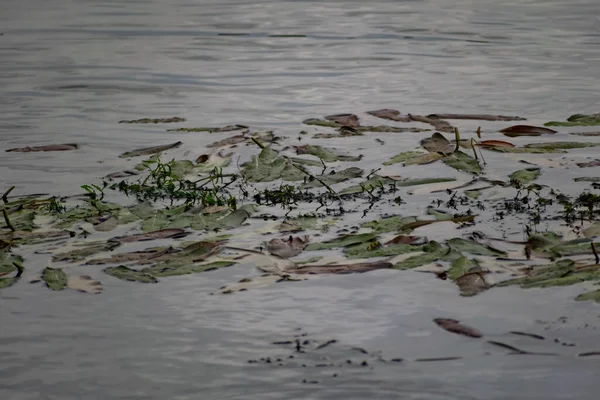 Alghe Multicolori Nel Fiume Don Piante Decidue Con Foglie Verdi — Foto Stock