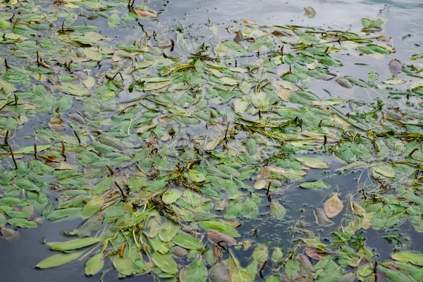 河里的多种颜色的海藻不会 落叶植物 有绿色 栗色和褐色叶子 底部有沙质 — 图库照片