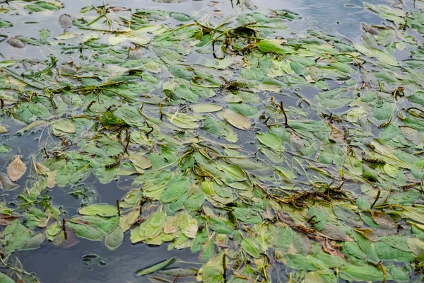 河里的多种颜色的海藻不会 落叶植物 有绿色 栗色和褐色叶子 底部有沙质 — 图库照片