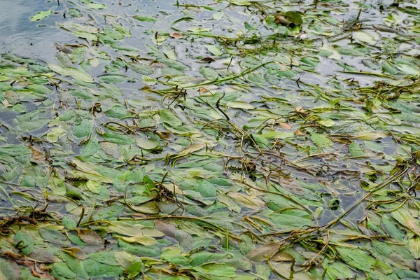 河里的多种颜色的海藻不会 落叶植物 有绿色 栗色和褐色叶子 底部有沙质 — 图库照片