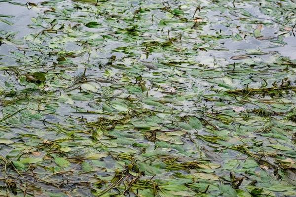 Разноцветные Водоросли Реке Дон Лиственные Растения Зелеными Бордовыми Коричневыми Листьями — стоковое фото