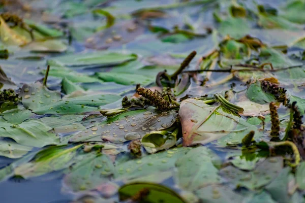 Algas Multicoloridas Rio Don Plantas Caducas Com Folhas Verdes Marrom — Fotografia de Stock