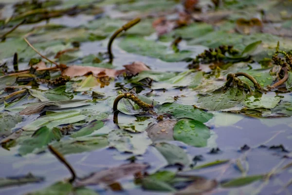 Alghe Multicolori Nel Fiume Don Piante Decidue Con Foglie Verdi — Foto Stock