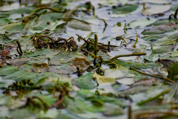 Wielokolorowe Algi Donie Rzeki Liściaste Rośliny Zielonymi Kasztanowymi Brązowymi Liśćmi — Zdjęcie stockowe