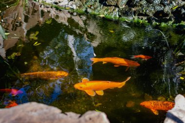 Japon balıklı çok güzel bir gölet. Koi sazan balığı - yapay rezervleri dekore etmek için renkli balıklar. Zengin renkler, su, bitki ve kayalar arasında farklı boyutlarda bireyler