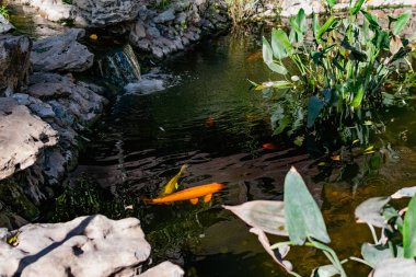 Japon balıklı çok güzel bir gölet. Koi sazan balığı - yapay rezervleri dekore etmek için renkli balıklar. Zengin renkler, su, bitki ve kayalar arasında farklı boyutlarda bireyler