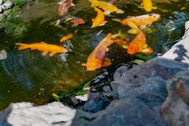 Japon balıklı çok güzel bir gölet. Koi sazan balığı - yapay rezervleri dekore etmek için renkli balıklar. Zengin renkler, su, bitki ve kayalar arasında farklı boyutlarda bireyler