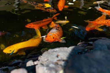 Japon balıklı çok güzel bir gölet. Koi sazan balığı - yapay rezervleri dekore etmek için renkli balıklar. Zengin renkler, su, bitki ve kayalar arasında farklı boyutlarda bireyler