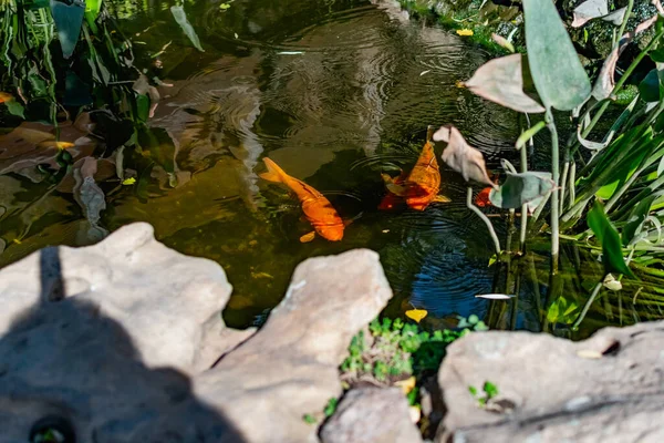 Lagoa Muito Bonita Com Peixinho Dourado Carpa Koi Peixe Decorativo — Fotografia de Stock