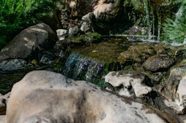 Küçük yapay bir tatlı su şelalesi yaygın bir yaşayan gölete akar. Yeşil yosun ve bitki örtülü arsa yapısı. Doğal elementlerin ve detayların güzel tasarımı.