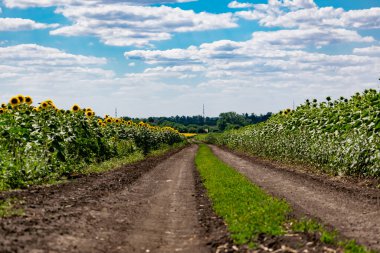 Büyük yeşil yapraklı sarı ayçiçekleri olan geniş bir alan. Bulutlu güzel mavi gökyüzü. Rusya 'da tohum ekili renkli doğa manzarası