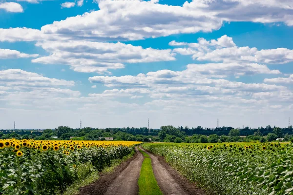 Large Spacious Field Blooming Yellow Sunflowers Large Green Leaves Beautiful — Stock Photo, Image