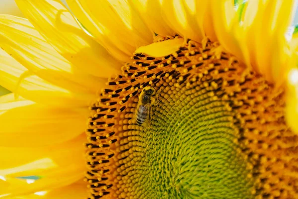 Подсолнух Крупным Планом Лето Дневное Солнце Освещает Большие Желтые Лепестки — стоковое фото