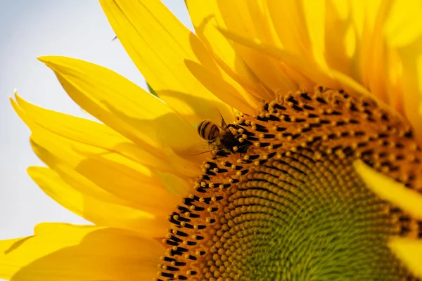 Sunflower flower close-up. Summer, the daytime sun illuminates the large yellow petals around the seeds maturing with pollen