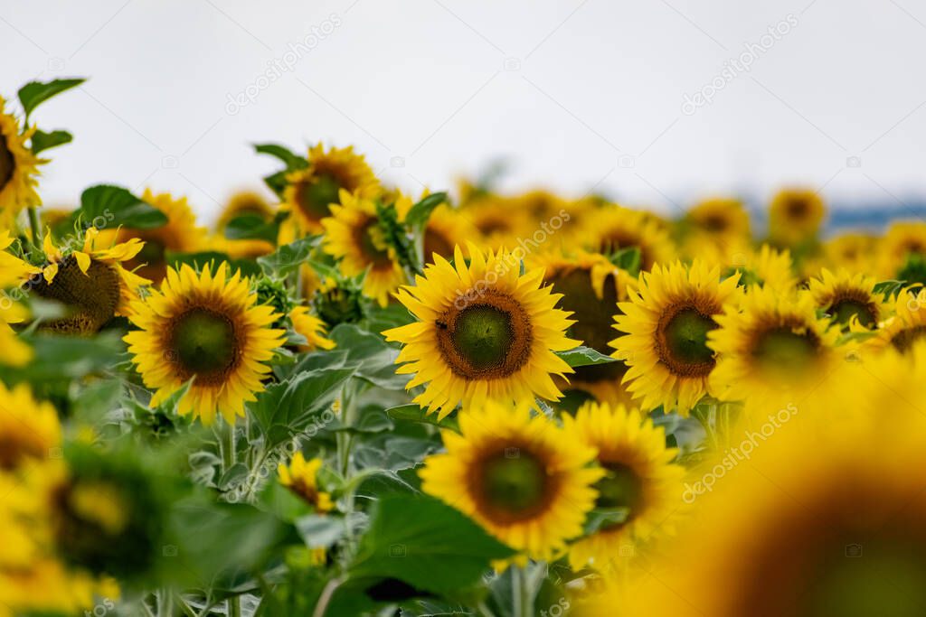 Sunflower flower close-up. Summer, the daytime sun illuminates the large yellow petals around the seeds maturing with pollen