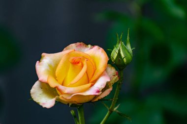 Bitki ve çalılıklarda güzel renkli çiçekler. Farklı şekillerde, boyutlarda ve yeşil yapraklı renk kompozisyonları ve buketler. Inflorescences yakın plan