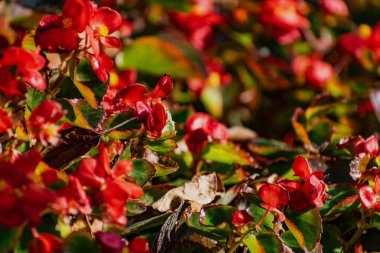 Bitki ve çalılıklarda güzel renkli çiçekler. Farklı şekillerde, boyutlarda ve yeşil yapraklı renk kompozisyonları ve buketler. Inflorescences yakın plan