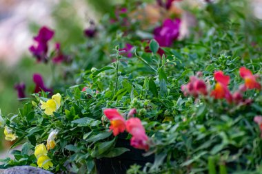 Bitki ve çalılıklarda güzel renkli çiçekler. Farklı şekillerde, boyutlarda ve yeşil yapraklı renk kompozisyonları ve buketler. Inflorescences yakın plan
