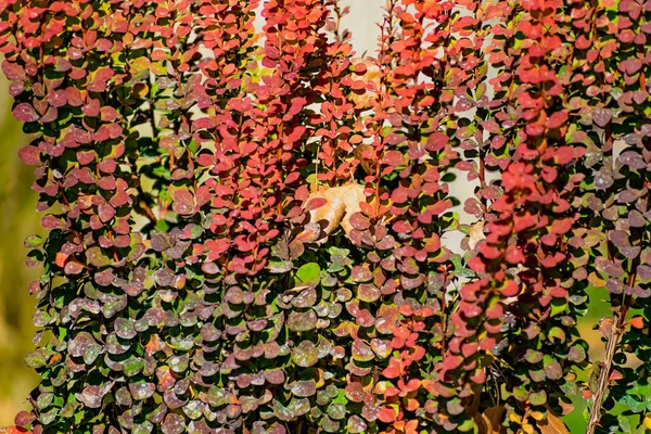 Hermosas Flores Colores Plantas Arbustos Composiciones Color Ramos Diferentes Formas —  Fotos de Stock