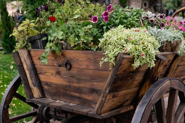 Farklı renklerde çiçek açan bitkilerin yemyeşil yaprakları ve tekerlekleri olan kahverengi ahşap bir arabada. Doğal kırsal tarzda mobil dekoratif tablo