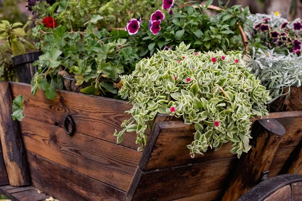 Lush Floral Arrangement Plants Blooming Different Colors Green Leaves Brown — Stock Photo, Image