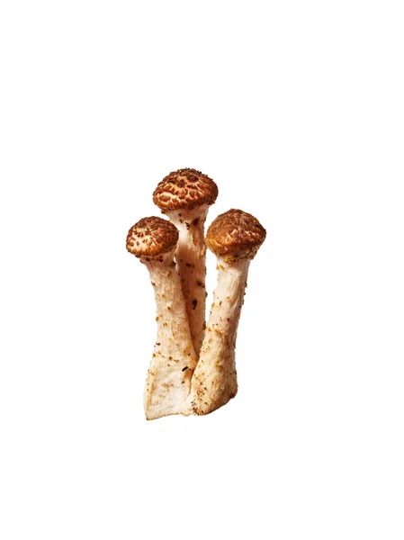 Champignons Nourriture Des Dieux — Photo