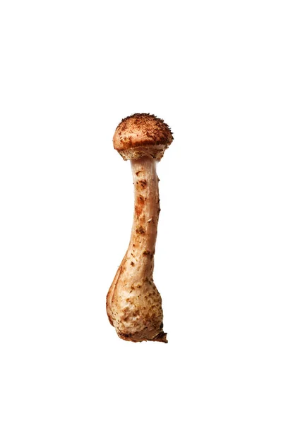 Mushrooms Food Gods — Stock Photo, Image