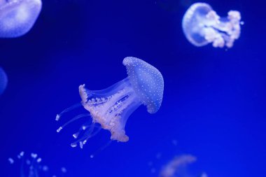 Denizanası sualtı dünyası