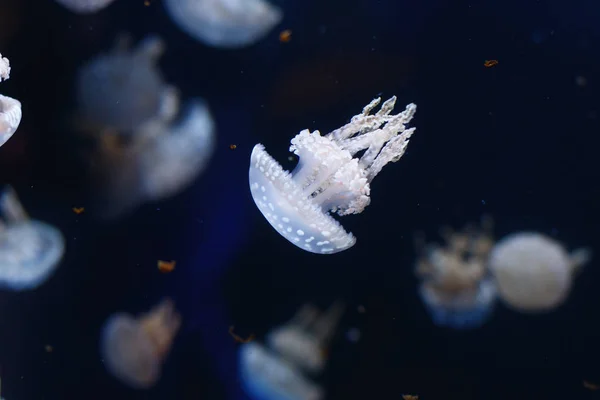 Mundo Submarino Medusas — Foto de Stock