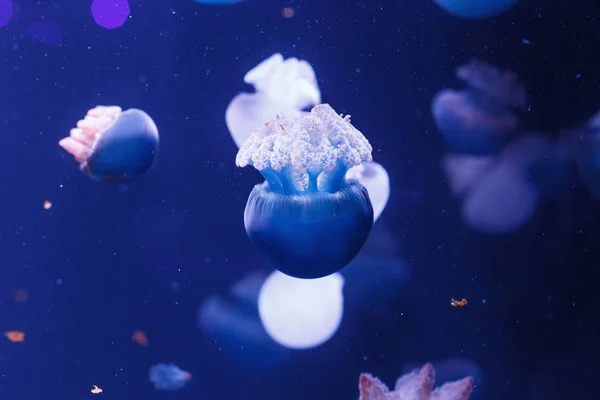 Mundo Submarino Medusas — Foto de Stock