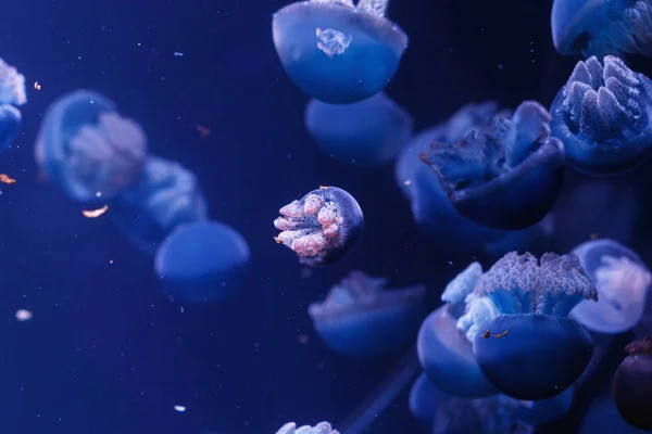 Podwodny Świat Meduzy — Zdjęcie stockowe