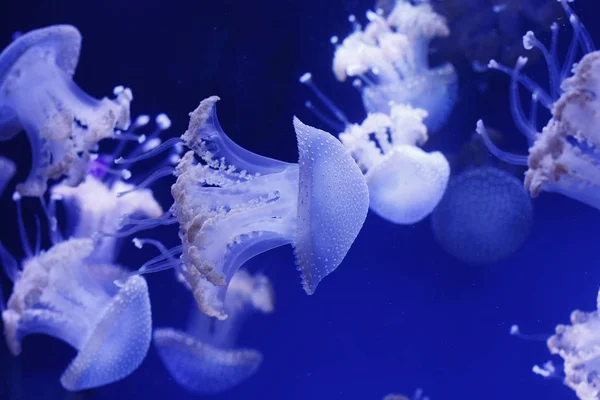 Podwodny Świat Meduzy — Zdjęcie stockowe