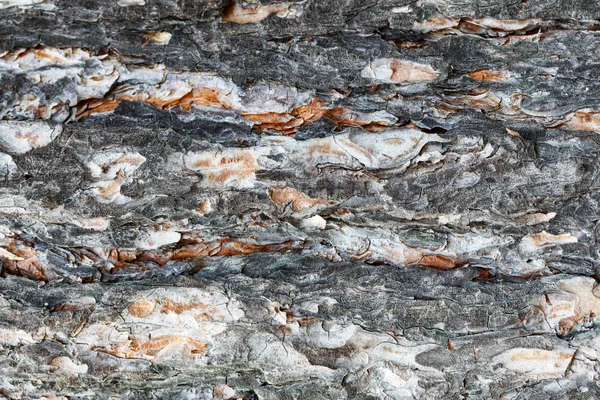 Oekraïne Kiev Dextura Bark Achtergrond — Stockfoto