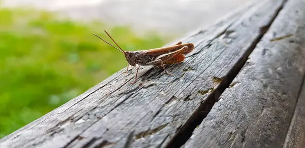 Çatlamış eski bir ahşap kirişin üzerinde bir çekirgenin yakın çekimi..