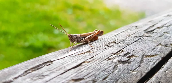 Çatlamış eski bir ahşap kirişin üzerinde bir çekirgenin yakın çekimi..
